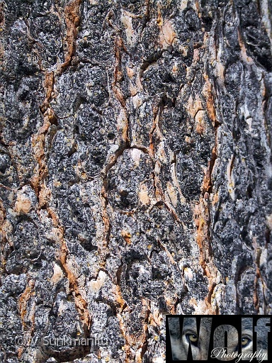 Canadian Abstract 016 Copyright Villayat Sunkmanitu.jpg